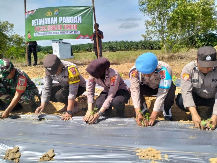 Giat Ketahanan Pangan Polsek Sebatik Timur Laksanakan Penanaman Bibit Cabai dan Pelepasan Bibit Ikan Patin