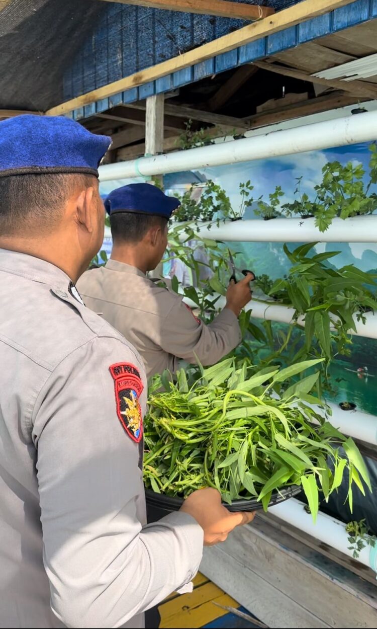 Asta Cita Presiden RI, Sat Polairud Polres Tarakan Ciptakan Ketahanan Pangan dengan Bertanam Sayur Hidroponik