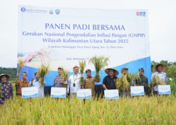 Momentum Menjaga Ketahanan Pangan Dan Inflasi Daerah, Gubernur Kaltara Ikuti Panen Padi Bersama