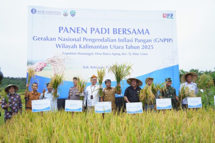 Momentum Menjaga Ketahanan Pangan Dan Inflasi Daerah, Gubernur Kaltara Ikuti Panen Padi Bersama