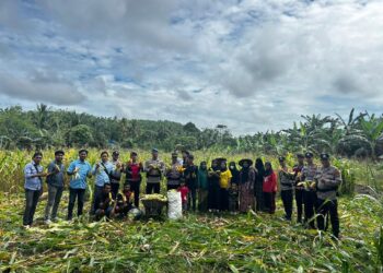 Polsek Sebatik Barat, Nunukan Panen Jagung Pertama Program Ketahanan Pangan Nasional 