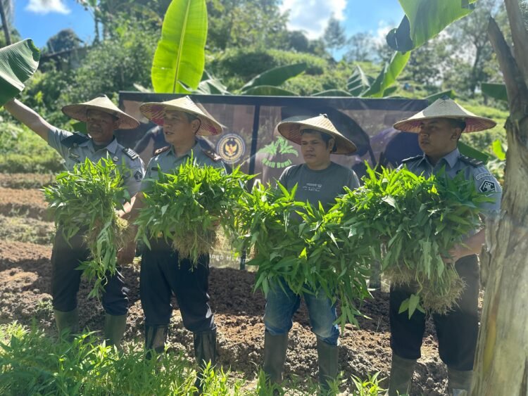 Lapas Tarakan Panen Raya Ratusan Kilogram Sayuran dari Lahan Perkebunan Sae