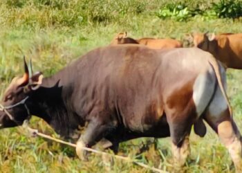 Delapan Sapi Kurban dari Pemkab Nunukan, Wujud Kepedulian di Hari Raya Idul Adha