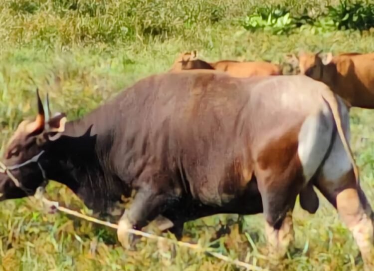 Delapan Sapi Kurban dari Pemkab Nunukan, Wujud Kepedulian di Hari Raya Idul Adha