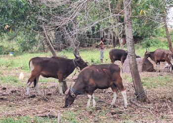 Nunukan Dapat Sapi Kurban dari Presiden