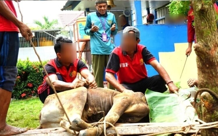 Iduh Adha 146 H, Lapas Kelas IIB Nunukan Sembelih 7  ekor sapi dan 4  ekor kambing