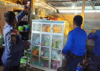 Petugas Damkar Malinau Evakuasi Ular Kobra yang Masuk Rumah Warga