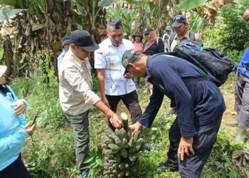 Kanwil Kemenkum Kaltim Matangkan Persiapan Verifikasi Indikasi Geografis Pisang Kepok Kutai Timur