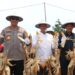 Panen Raya Jagung Kuartal III di Tarakan, Sinergi Ketahanan Pangan Kalimantan Utara