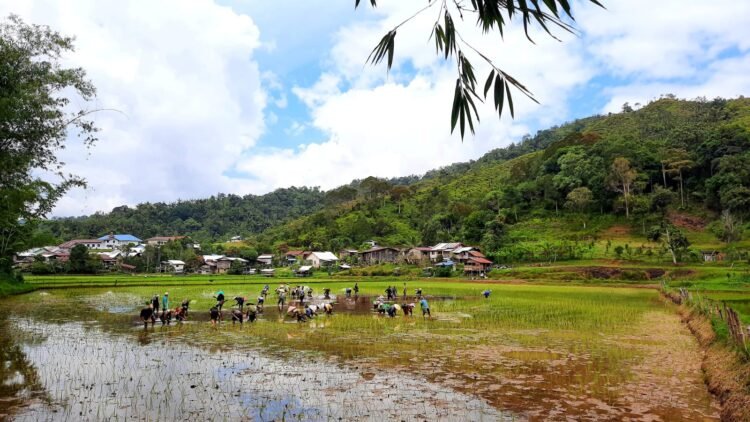 Beras Adan dari Dataran Tinggi Krayan, Ditanam Turun-temurun Oleh Masyarakat Dayak Lundayeh