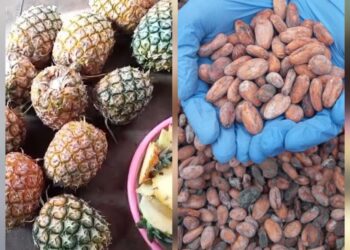 Dua UPH Siap Dilaunching, DKPP Nunukan Dorong Olahan Kakao dan Nanas Jadi Produk Unggulan Daerah