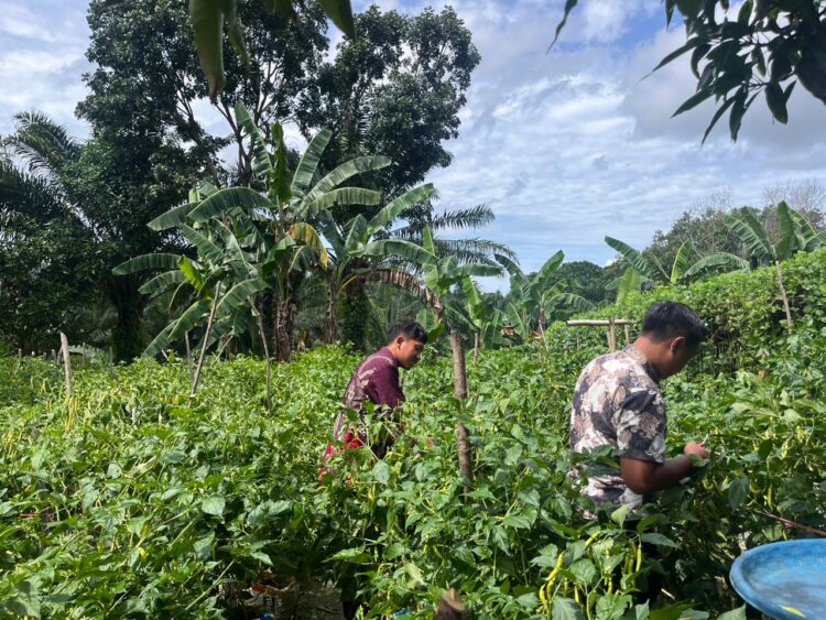 Panen Cabai Perdana, Wujud Program Kemandirian Pertanian untuk WBP Lapas Nunukan