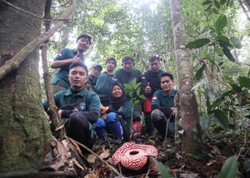 Rafflesia Tumbuh dan Mekar Dekat Permukiman Warga di Krayan