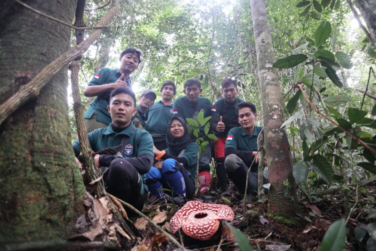 Rafflesia Tumbuh dan Mekar Dekat Permukiman Warga di Krayan