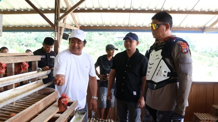 Dukung Ketahanan Pangan, Kapolda dan Wakapolda Kaltara Tinjau Budidaya Ayam Petelur di Desa Tanjung Agung