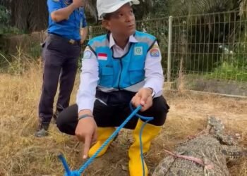 Satu Ekor Buaya dari Sungai PDAM Persemaian Tarakan Berhasil DItangkap