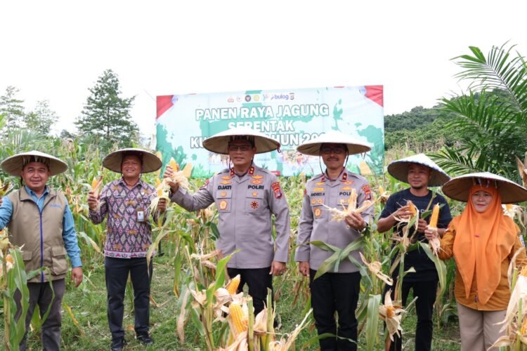Kapolda Kaltara Laksanakan Panen Raya Jagung Serentak Kuartal IV Tahun 2025