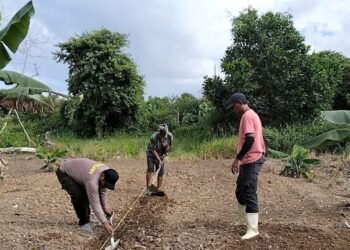 Polsek Nunukan Bersama Warga Siapkan Lahan Jagung Pipil di Desa Sekaduyan Taka