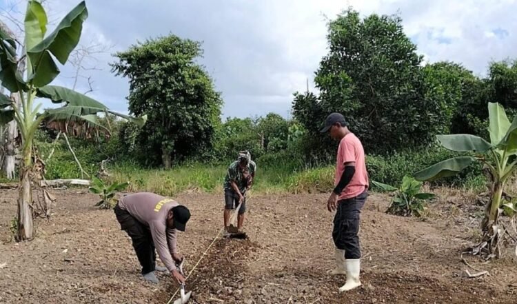 Polsek Nunukan Bersama Warga Siapkan Lahan Jagung Pipil di Desa Sekaduyan Taka
