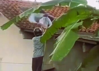 Tawon Vespa Serang Warga Saat Bersihkan Toren, Korban Meninggal Dunia