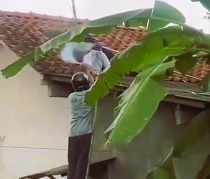Tawon Vespa Serang Warga Saat Bersihkan Toren, Korban Meninggal Dunia
