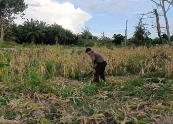 Sebagai Wujud Dukungan Program Ketahanan Pangan Nasional, Personil Polda Kaltara Laksanakan Perawatan Lahan Pertanian