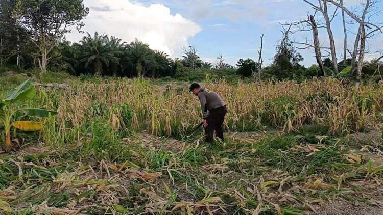 Sebagai Wujud Dukungan Program Ketahanan Pangan Nasional, Personil Polda Kaltara Laksanakan Perawatan Lahan Pertanian