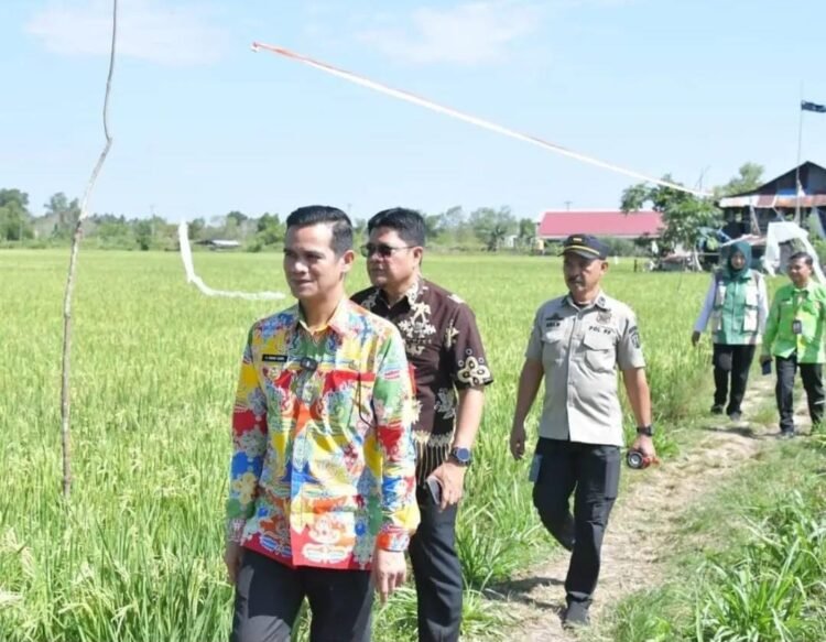 Bupati Nunukan Hadiri Panen Padi Bersama Petani di Mansapa