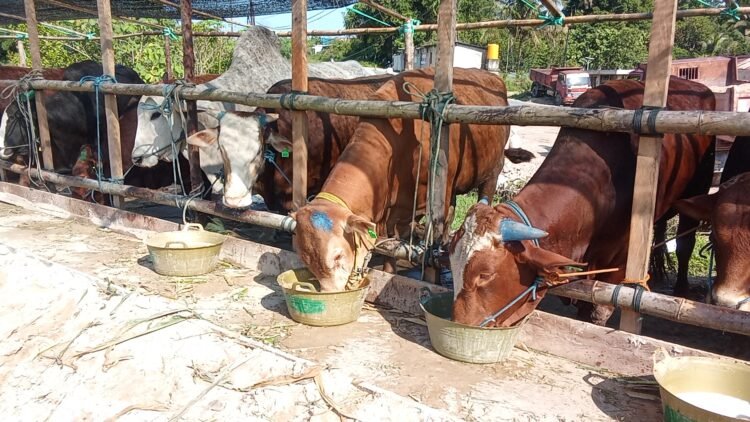 Pedagang di Tarakan Barat Sebut Harga Sapi Kurban Masih Terkendali