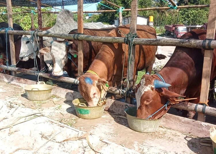Pedagang di Tarakan Barat Sebut Harga Sapi Kurban Masih Terkendali