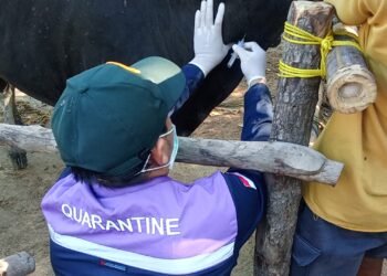 Jelang Idul Adha, BKHIT Kaltara Intensifkan Uji Kesehatan Sapi Kurban di Tarakan
