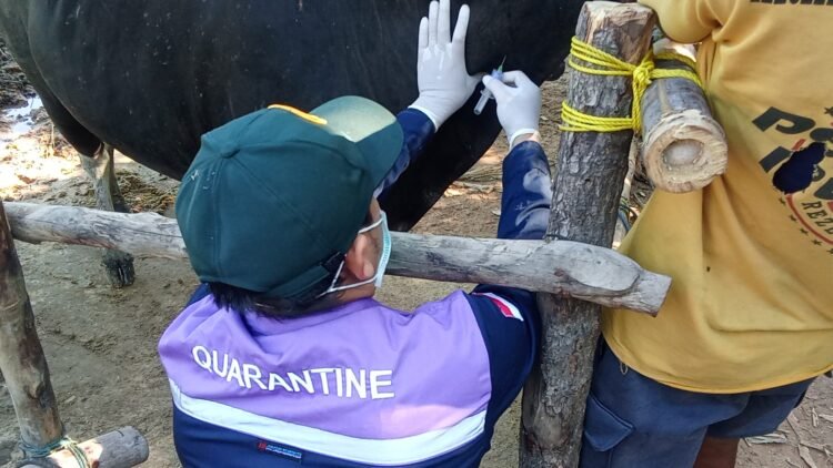 Jelang Idul Adha, BKHIT Kaltara Intensifkan Uji Kesehatan Sapi Kurban di Tarakan