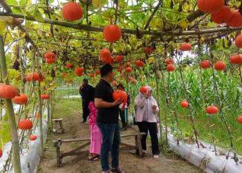 Labu Jepang di Juwata Permai, Menghidupkan Harapan dan Mengundang Senyum Warga