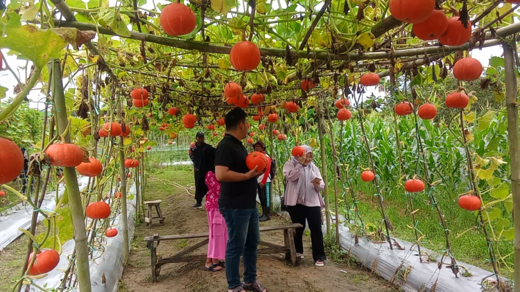 Labu Jepang di Juwata Permai, Menghidupkan Harapan dan Mengundang Senyum Warga