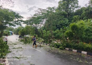 Cuaca Ekstrem di Nunukan Picu Pohon Tumbang, Satu Korban Jiwa