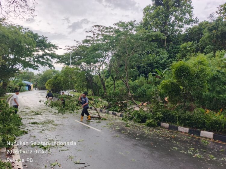 Cuaca Ekstrem di Nunukan Picu Pohon Tumbang, Satu Korban Jiwa