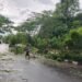 Cuaca Ekstrem di Nunukan Picu Pohon Tumbang, Satu Korban Jiwa