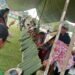Syukur Panen Gong Solok, 1.000 Lemang Jadi Simbol Kebersamaan Warga
