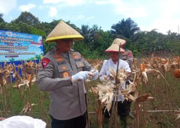 Panen Raya Jagung di Tarakan, Kapolda Kaltara Tegaskan Komitmen Polri Dukung Ketahanan Pangan
