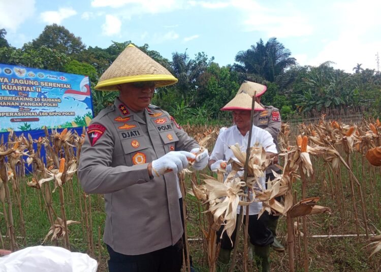 Panen Raya Jagung di Tarakan, Kapolda Kaltara Tegaskan Komitmen Polri Dukung Ketahanan Pangan
