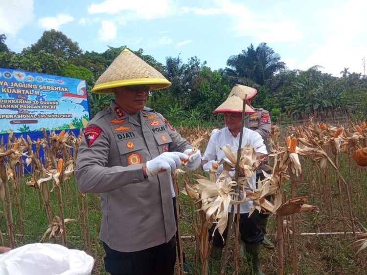 Panen Raya Jagung di Tarakan, Kapolda Kaltara Tegaskan Komitmen Polri Dukung Ketahanan Pangan
