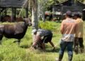 17 Sapi Kurban Pemkab Nunukan Disalurkan, Bantuan Presiden Gunakan Dua Sapi Lokal