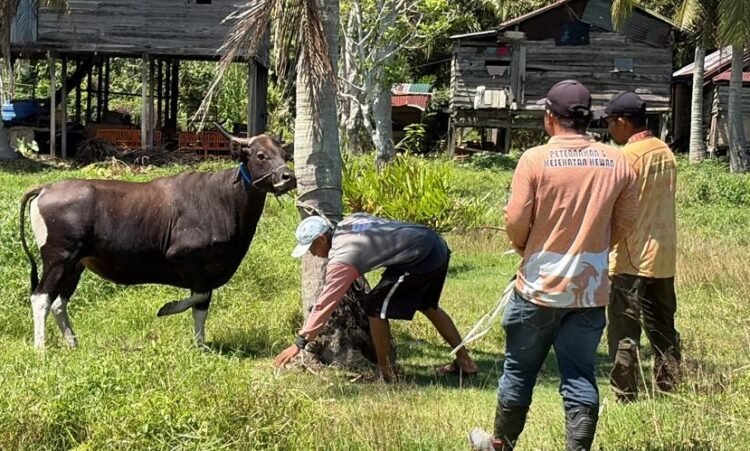 17 Sapi Kurban Pemkab Nunukan Disalurkan, Bantuan Presiden Gunakan Dua Sapi Lokal
