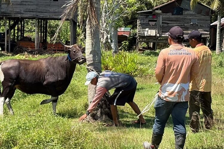 17 Sapi Kurban Pemkab Nunukan Disalurkan, Bantuan Presiden Gunakan Dua Sapi Lokal