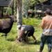 17 Sapi Kurban Pemkab Nunukan Disalurkan, Bantuan Presiden Gunakan Dua Sapi Lokal