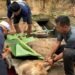 Semangat Berbagi di Hari Raya, Lapas Nunukan Sembelih 7 Hewan Kurban