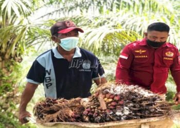 Harga TBS Sawit Tembus Rp3.362 per Kg, Bupati Nunukan Warning Pabrik Jangan Main Harga
