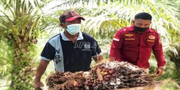 Harga TBS Sawit Tembus Rp3.362 per Kg, Bupati Nunukan Warning Pabrik Jangan Main Harga