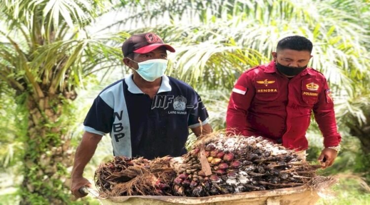 Harga TBS Sawit Tembus Rp3.362 per Kg, Bupati Nunukan Warning Pabrik Jangan Main Harga