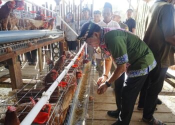 Panen Perdana Telur Ayam di Bulungan, Gubernur Zainal Optimistis Kaltara Kurangi Ketergantungan Pasokan Luar